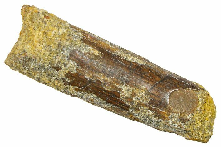 Fossil Sauropod Dinosaur (Rebbachisaurus) Tooth - Morocco #369643